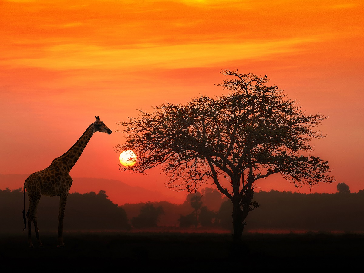 African giraffe walking with orange sky and sunset in background